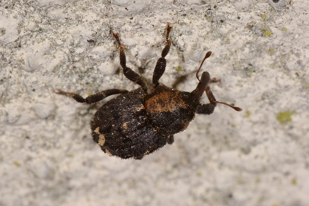 Questo  un Hypocrita? Si - Echinodera hypocrita